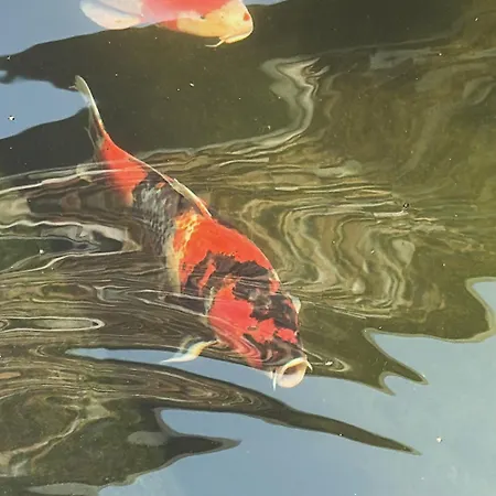 Koi - Where Luxury Meets Serenity *
